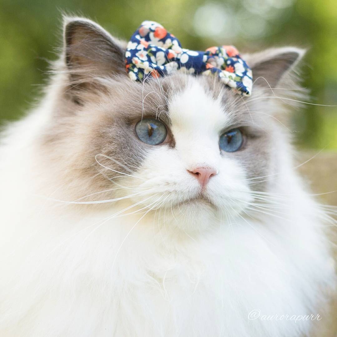 a-cat-named-princess-aurora-became-the-new-star-of-instagram-07