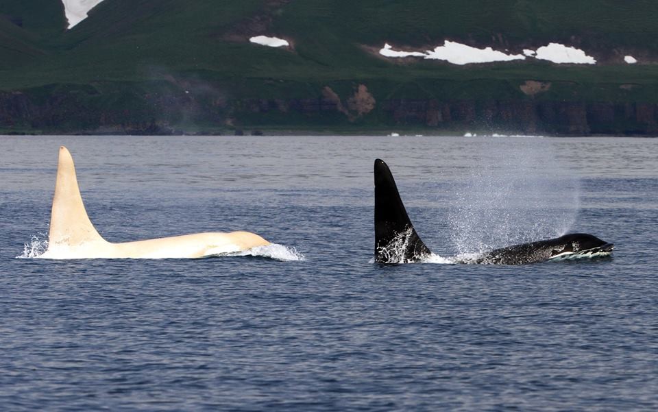 a-white-orca-named-iceberg-was-again-seen-off-the-coast-of-russia-01