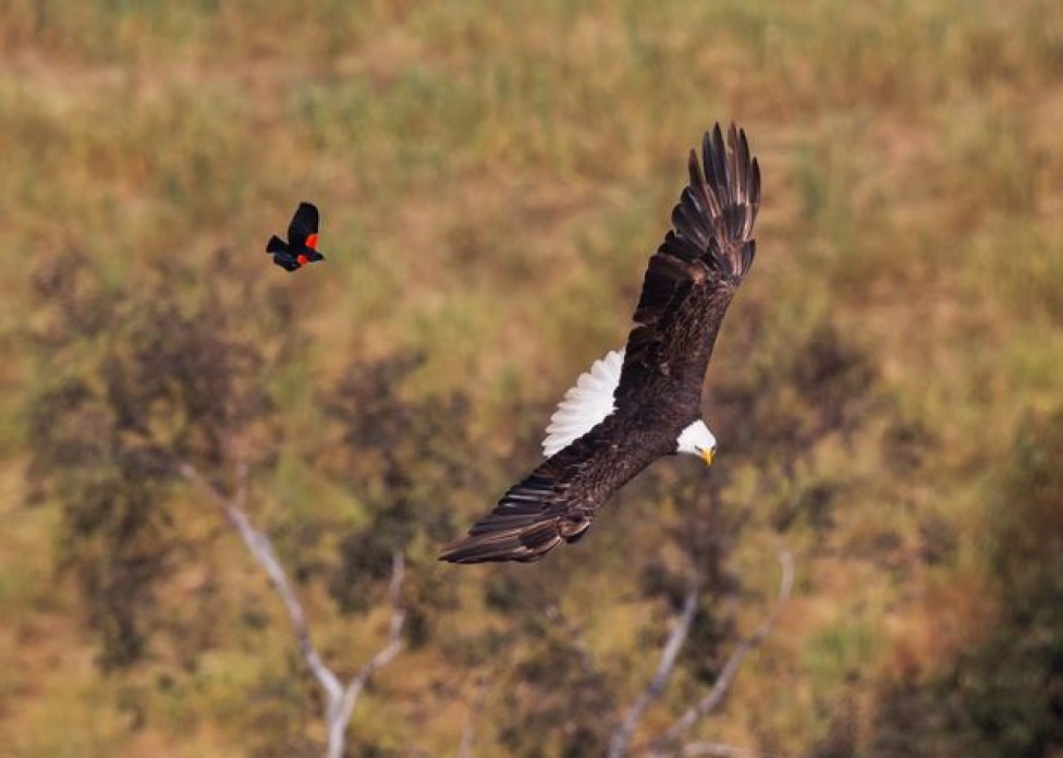bold-blackbird-ride-on-the-back-of-a-bald-eagle-01