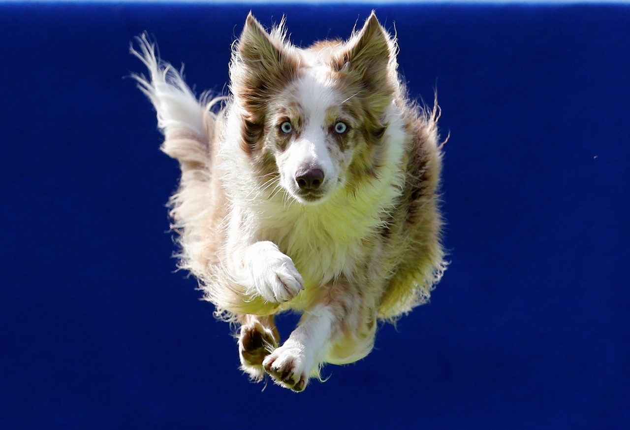flying-dogs-competition-in-slovenia-00