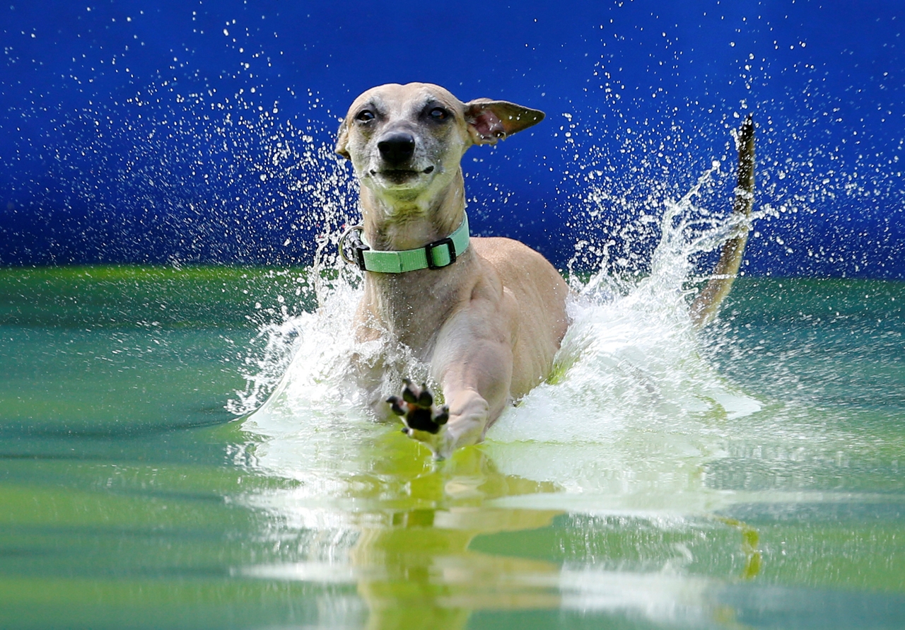 flying-dogs-competition-in-slovenia-01