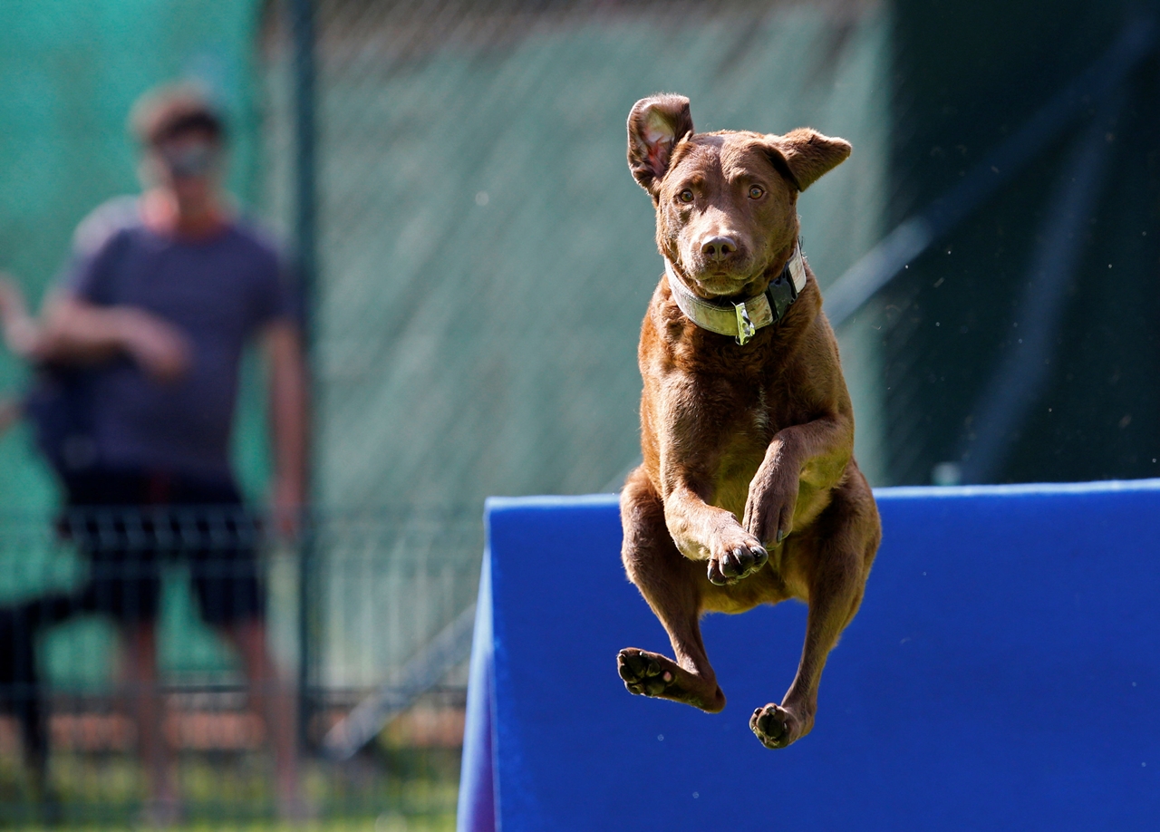 flying-dogs-competition-in-slovenia-02