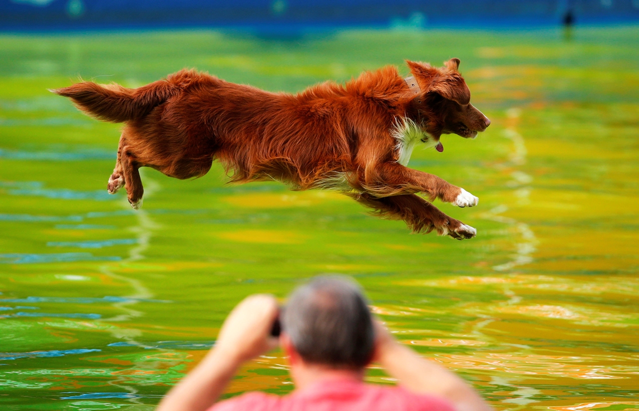 flying-dogs-competition-in-slovenia-04