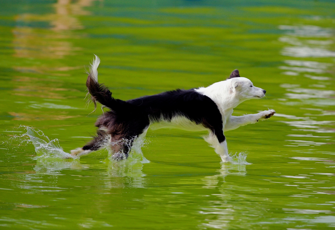 flying-dogs-competition-in-slovenia-05