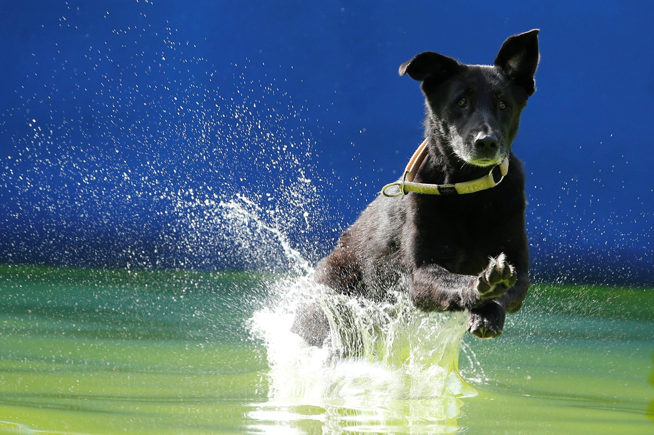 flying-dogs-competition-in-slovenia-06