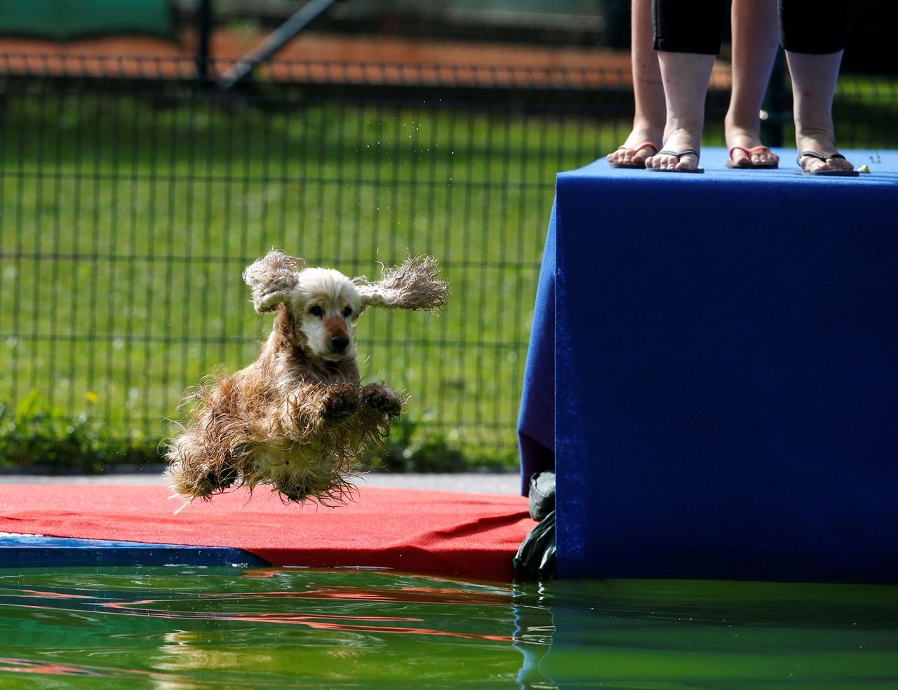 flying-dogs-competition-in-slovenia-08