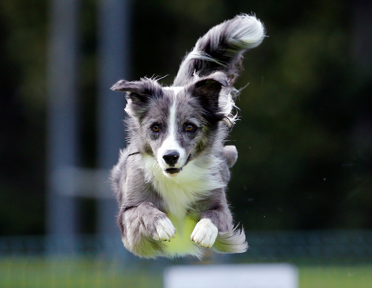 flying-dogs-competition-in-slovenia-09