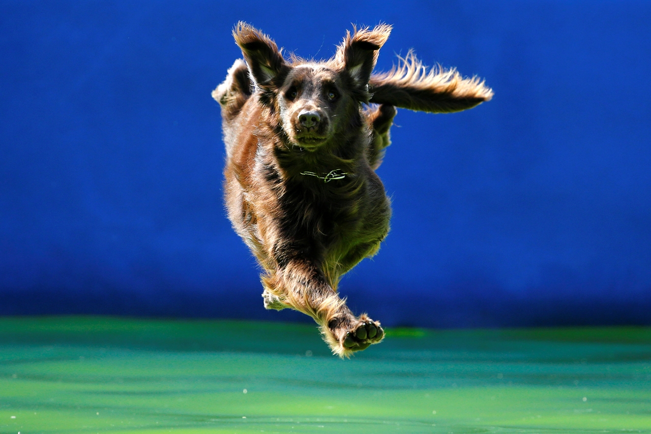 flying-dogs-competition-in-slovenia-10