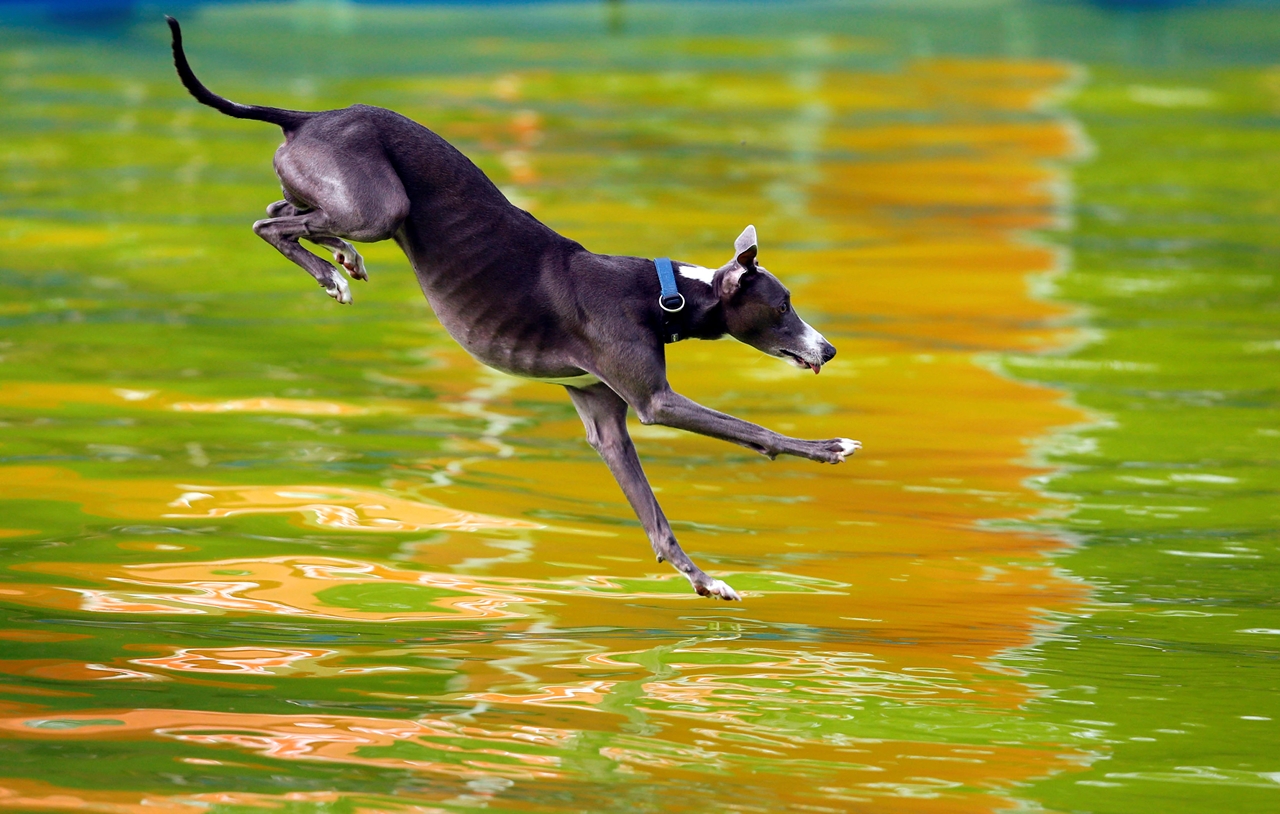 flying-dogs-competition-in-slovenia-11