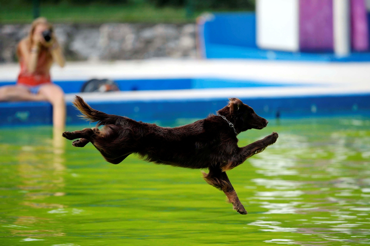 flying-dogs-competition-in-slovenia-12