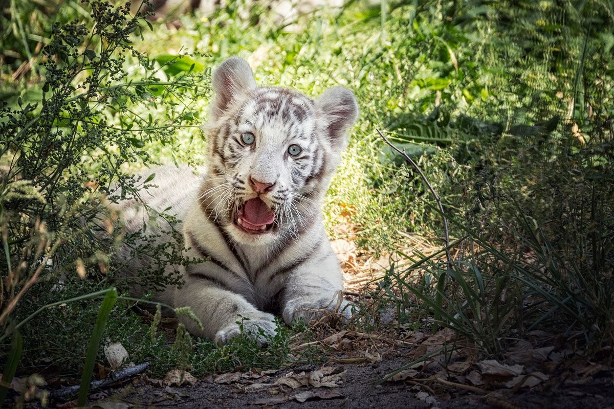 Photo walk white tiger cub in the Novosibirsk zoo 01