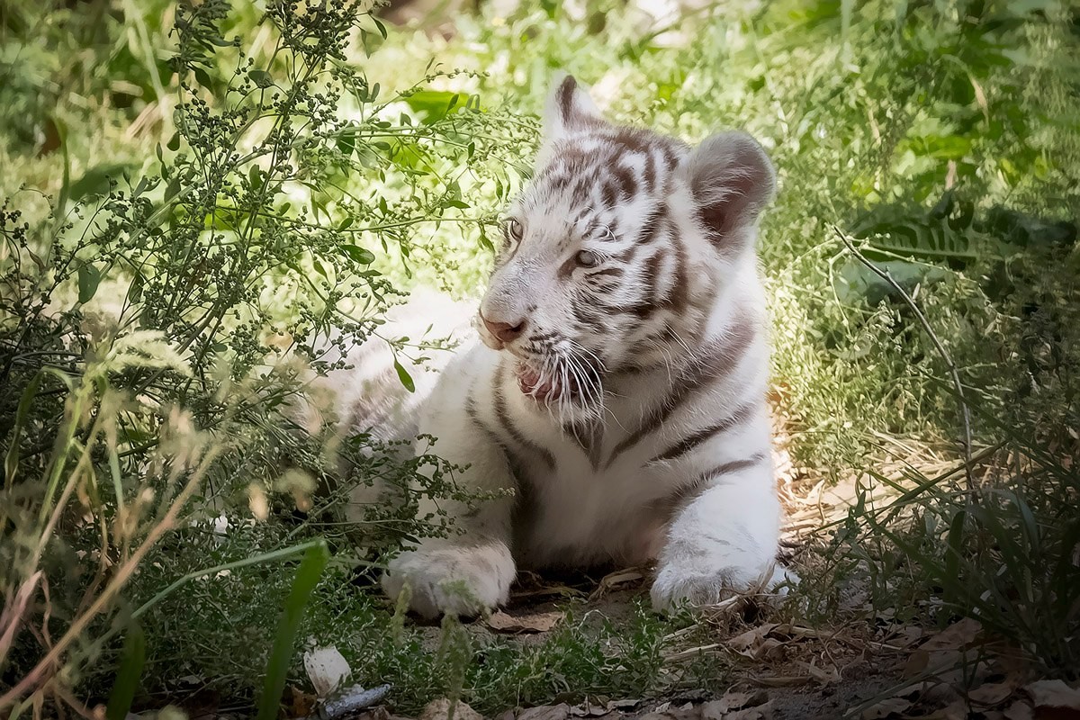 Photo walk white tiger cub in the Novosibirsk zoo 07