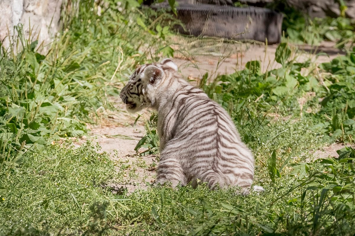 Photo walk white tiger cub in the Novosibirsk zoo 08