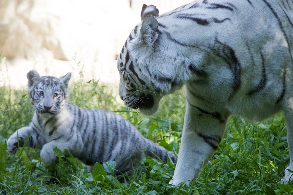 Photo walk white tiger cub in the Novosibirsk zoo 10