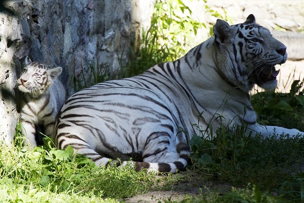 Photo walk white tiger cub in the Novosibirsk zoo 11