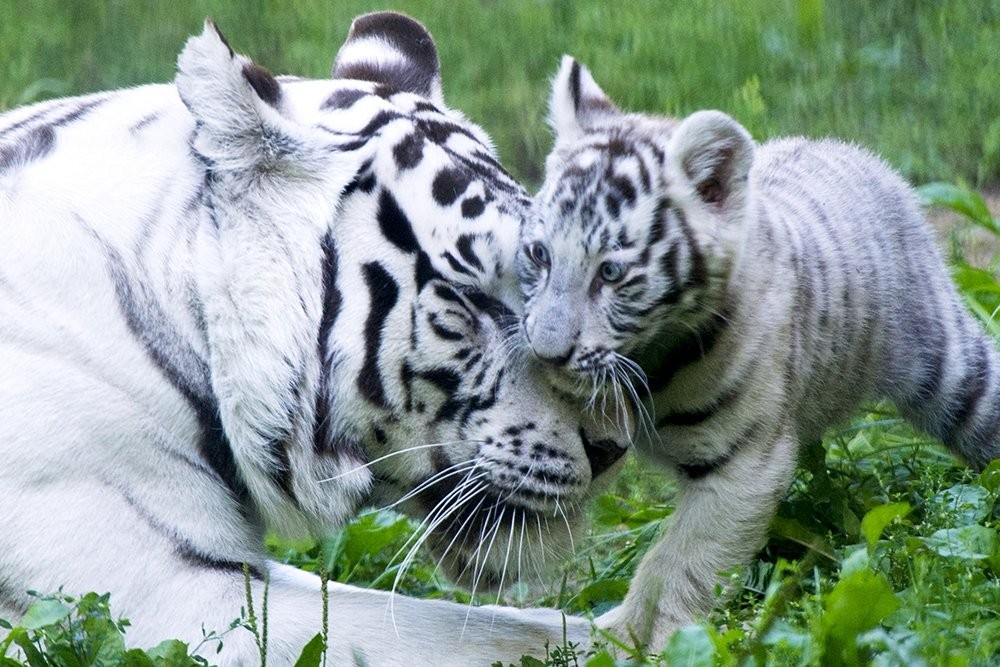 Photo walk white tiger cub in the Novosibirsk zoo 12