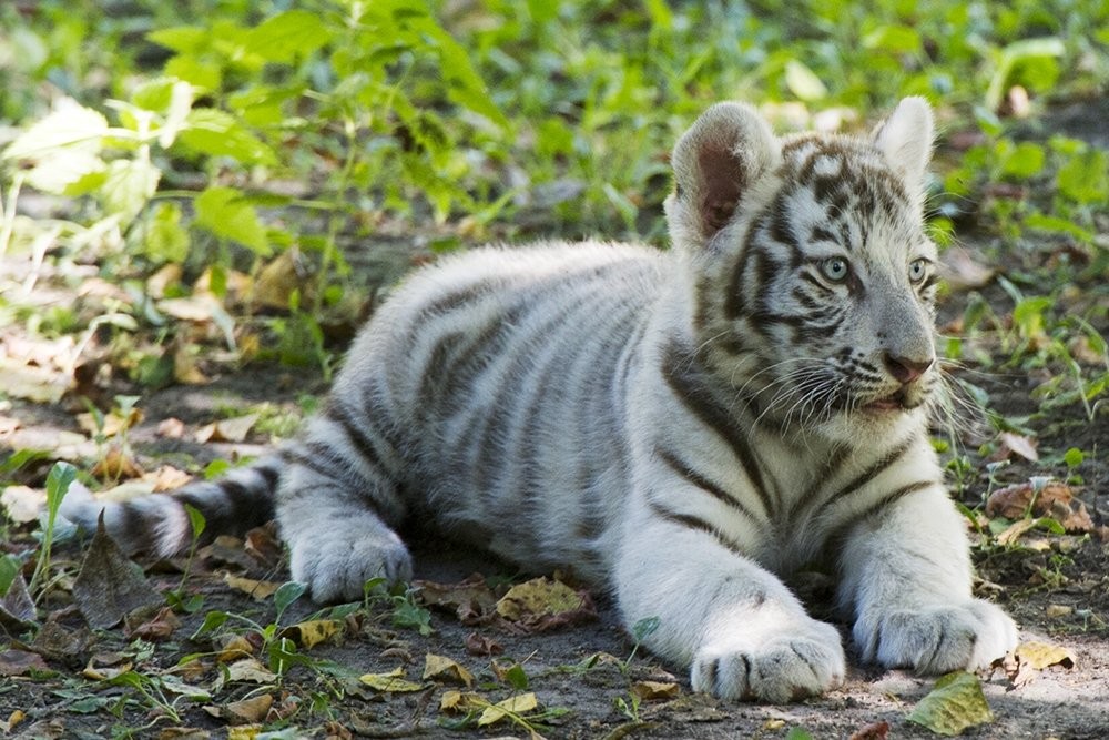 Photo walk white tiger cub in the Novosibirsk zoo 13