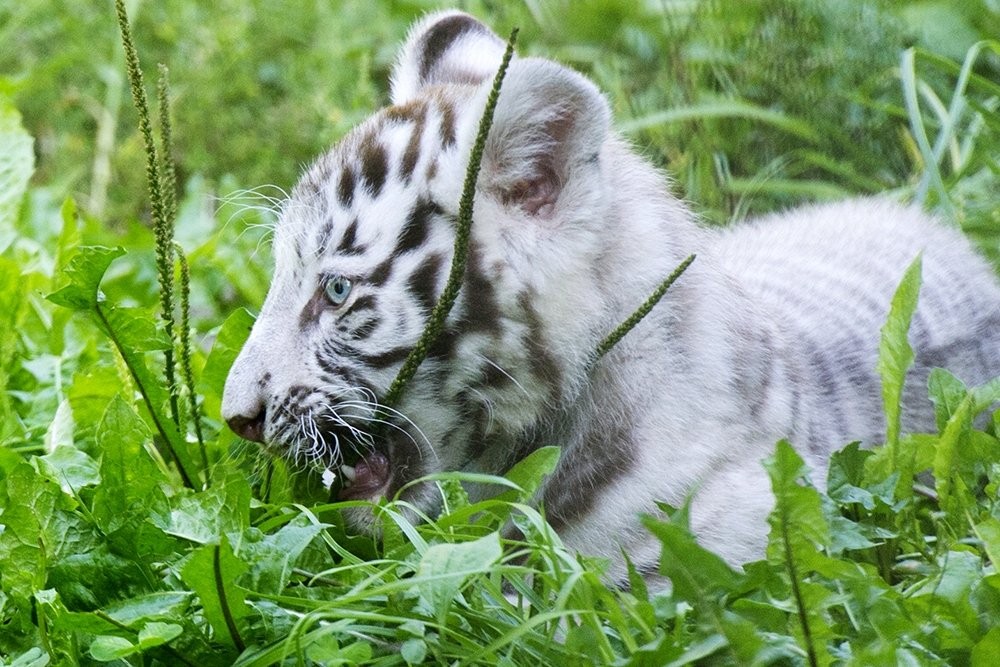 Photo walk white tiger cub in the Novosibirsk zoo 14
