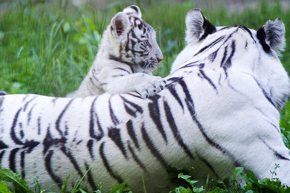 Photo walk white tiger cub in the Novosibirsk zoo 15