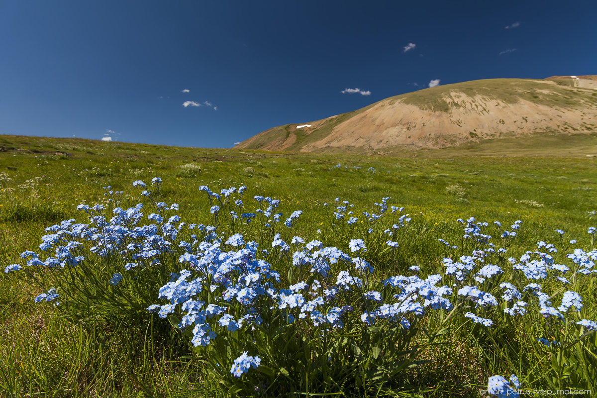 blooming-of-altay-03