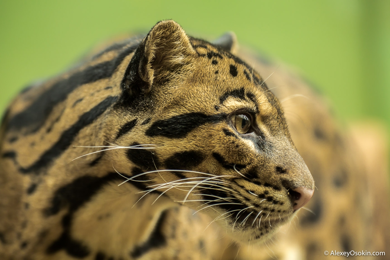 clouded-leopard-small-and-terrible-00