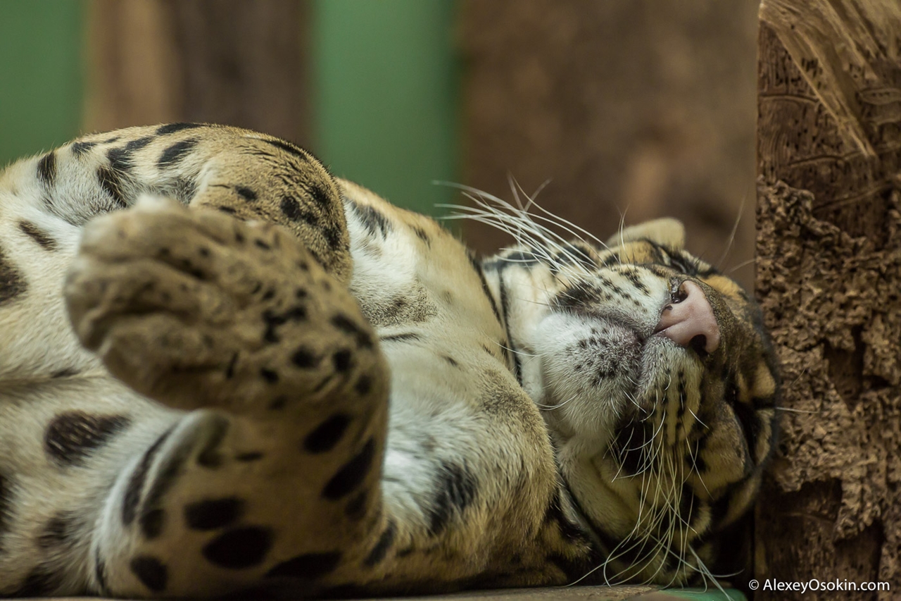clouded-leopard-small-and-terrible-01