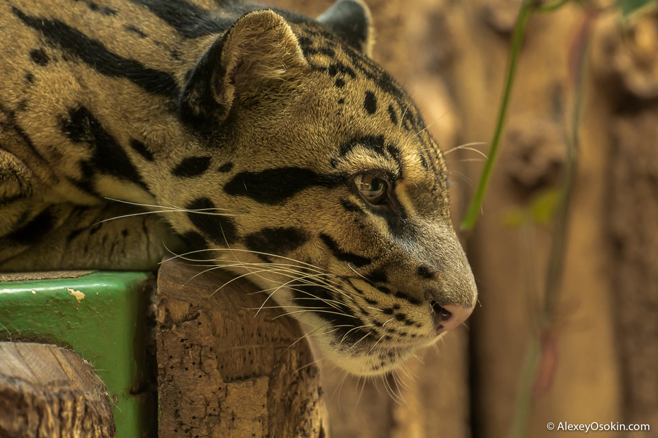 clouded-leopard-small-and-terrible-02