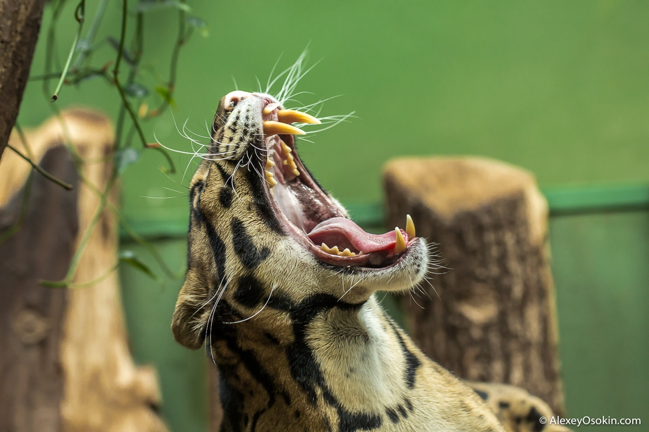 clouded-leopard-small-and-terrible-03