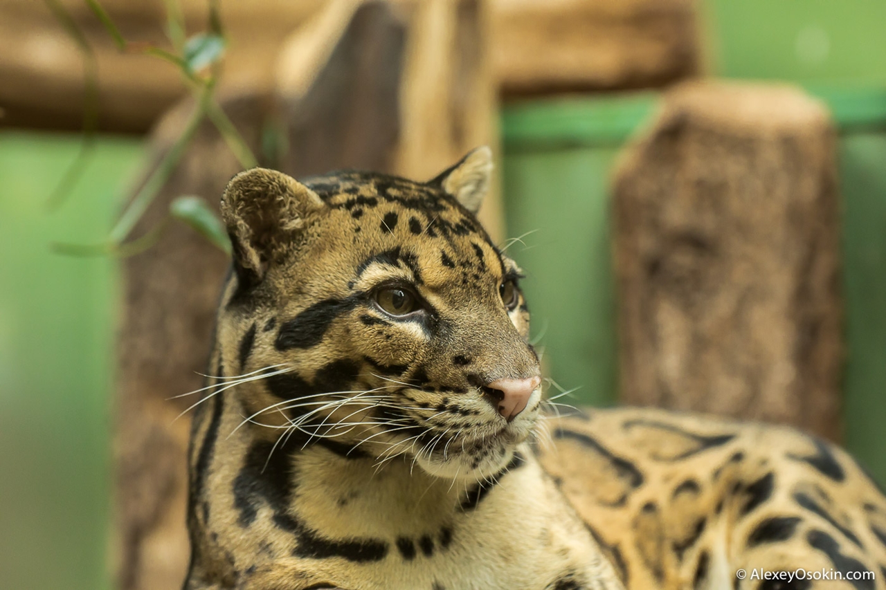 clouded-leopard-small-and-terrible-04