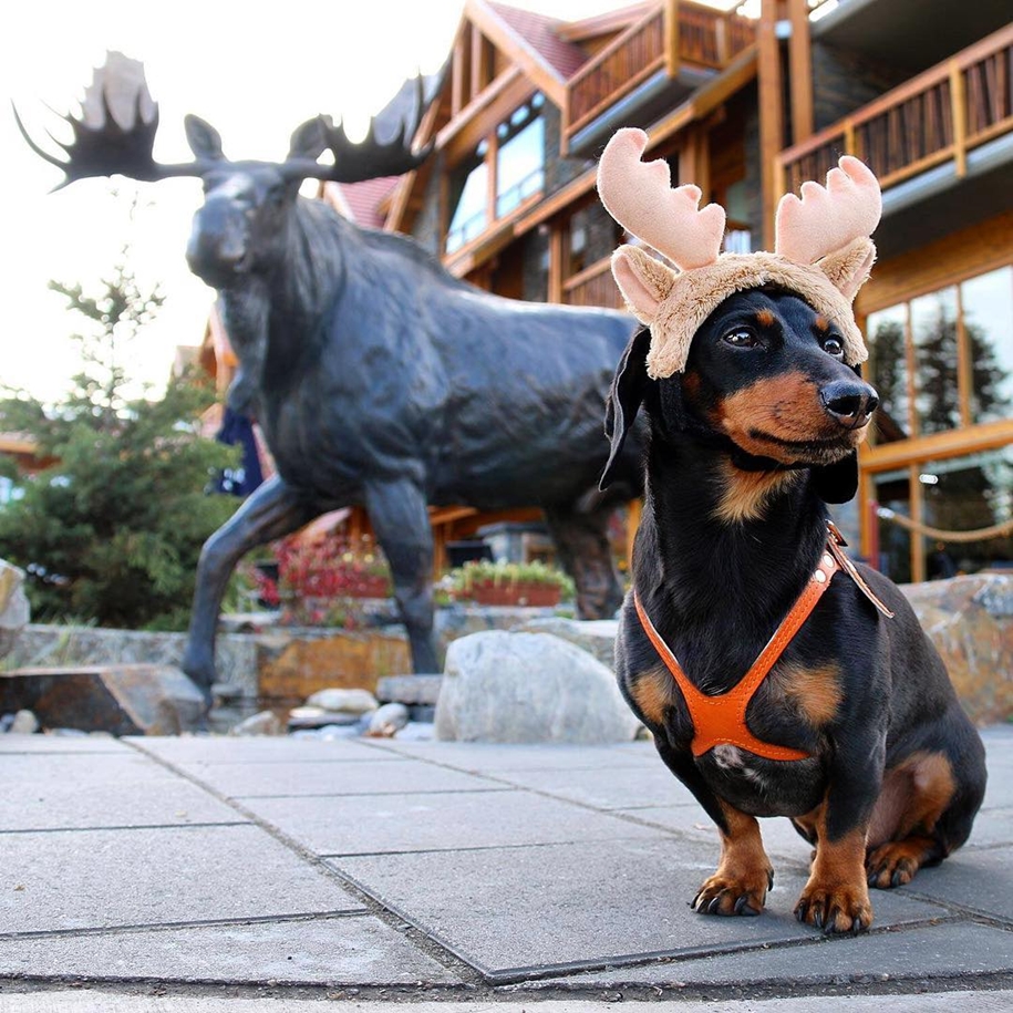 dachshund-in-funny-outfits-makes-more-money-than-the-owners-00