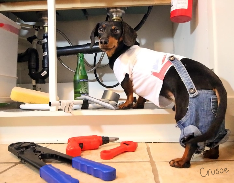 dachshund-in-funny-outfits-makes-more-money-than-the-owners-06