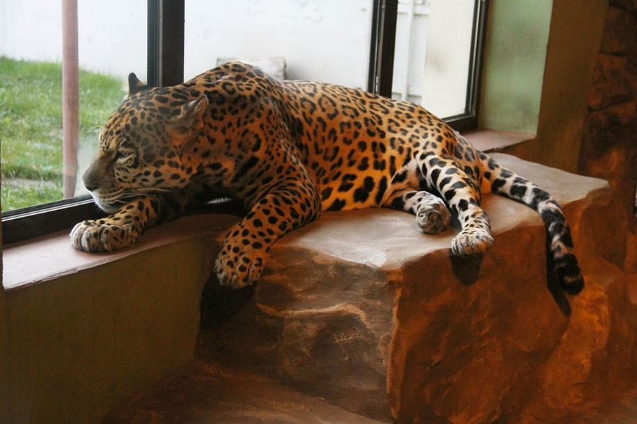 in-the-nizhny-novgorod-zoo-limpopo-were-born-two-black-jaguar-02