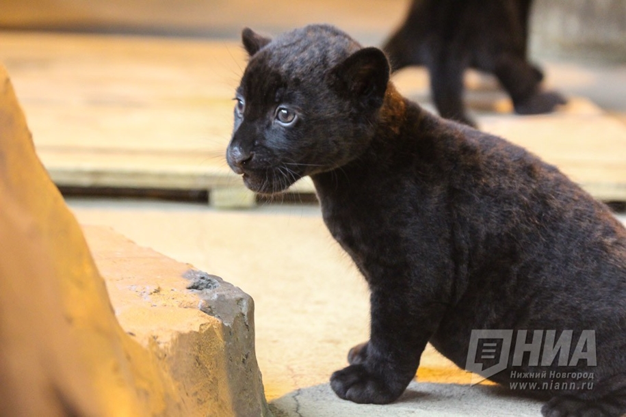 in-the-nizhny-novgorod-zoo-limpopo-were-born-two-black-jaguar-09