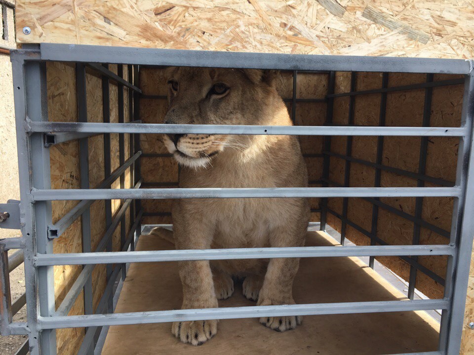 saved-by-the-lioness-lola-from-chelyabinsk-released-in-a-safari-park-taigan-04