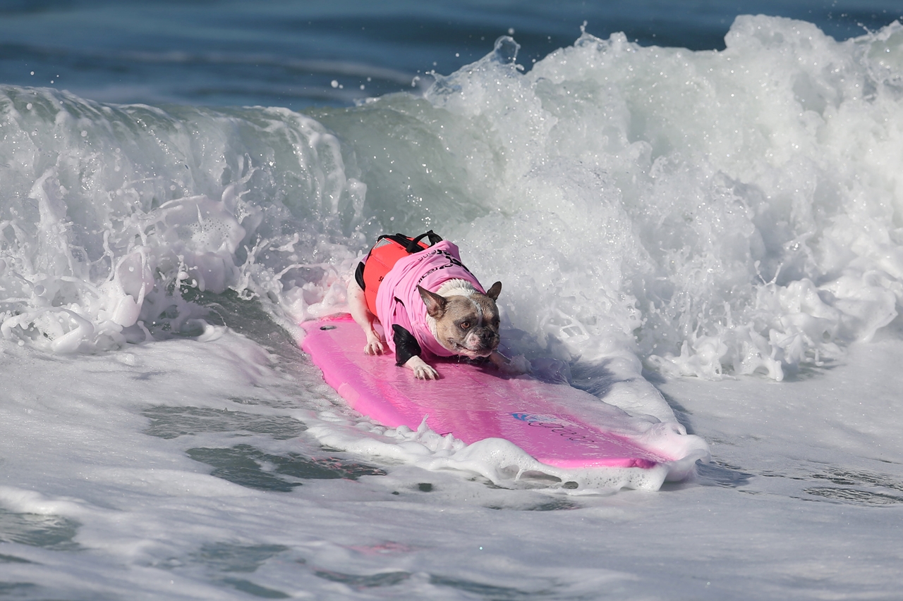the-annual-competition-dog-surfing-in-california-04