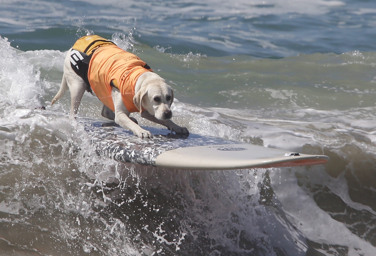 the-annual-competition-dog-surfing-in-california-07