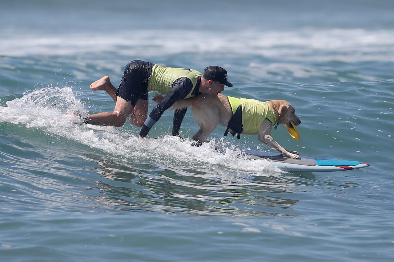 the-annual-competition-dog-surfing-in-california-11