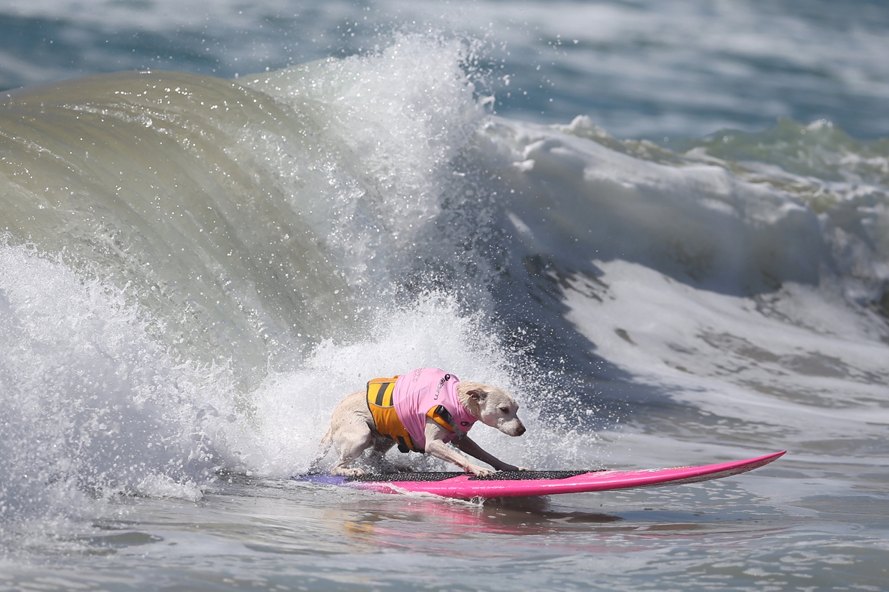 the-annual-competition-dog-surfing-in-california-13