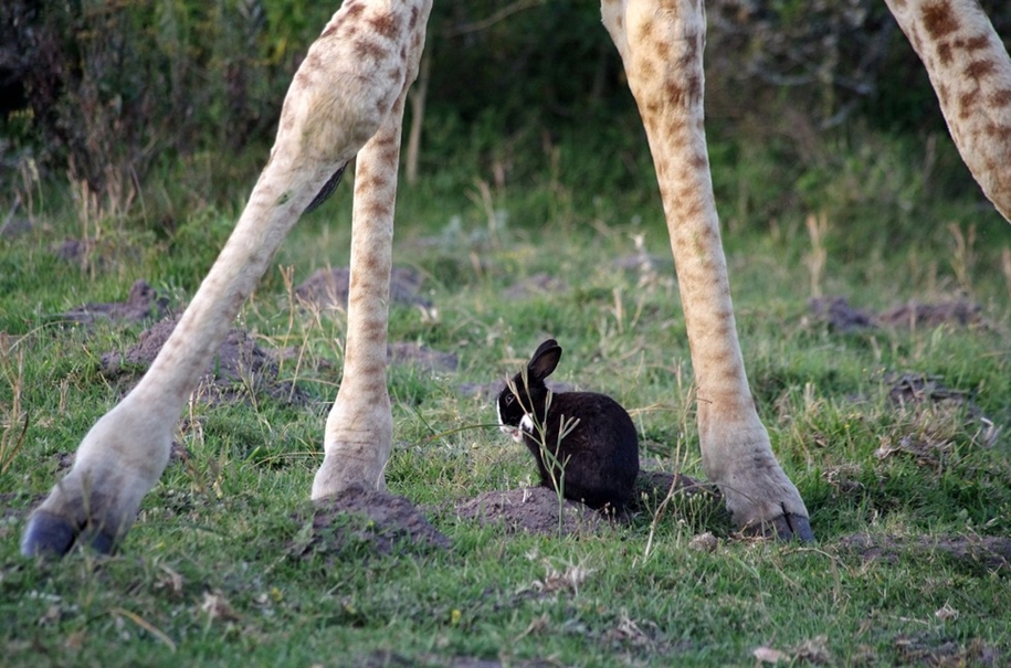 the-oddest-couple-of-friends-a-giraffe-and-a-rabbit-04