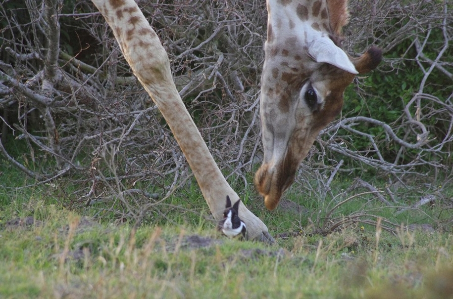 the-oddest-couple-of-friends-a-giraffe-and-a-rabbit-06