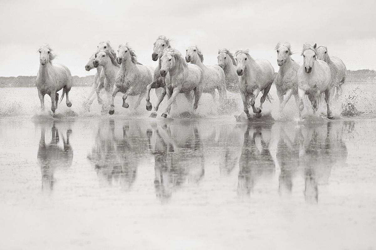 the-white-horses-of-the-camargue-00