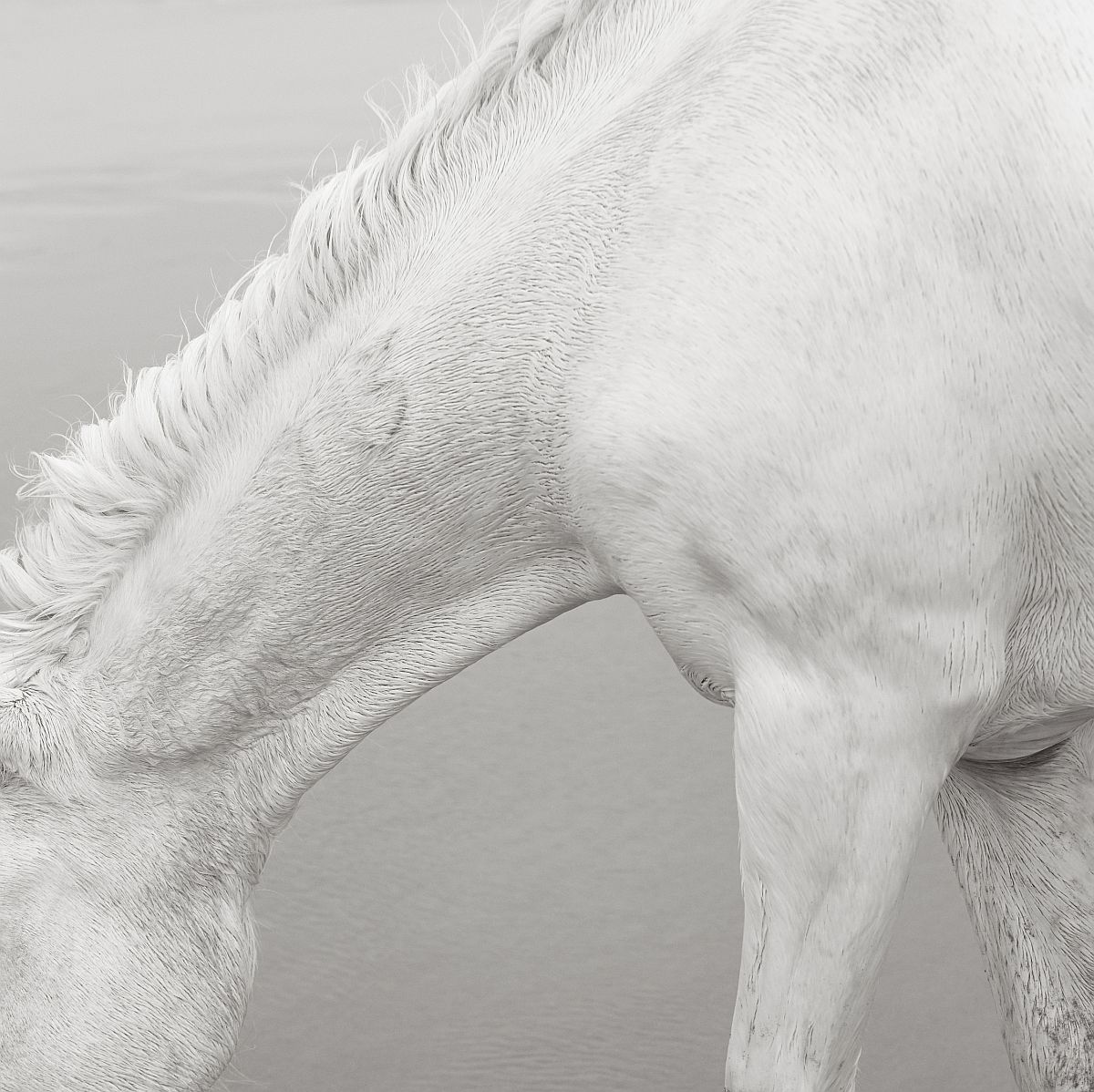 the-white-horses-of-the-camargue-01