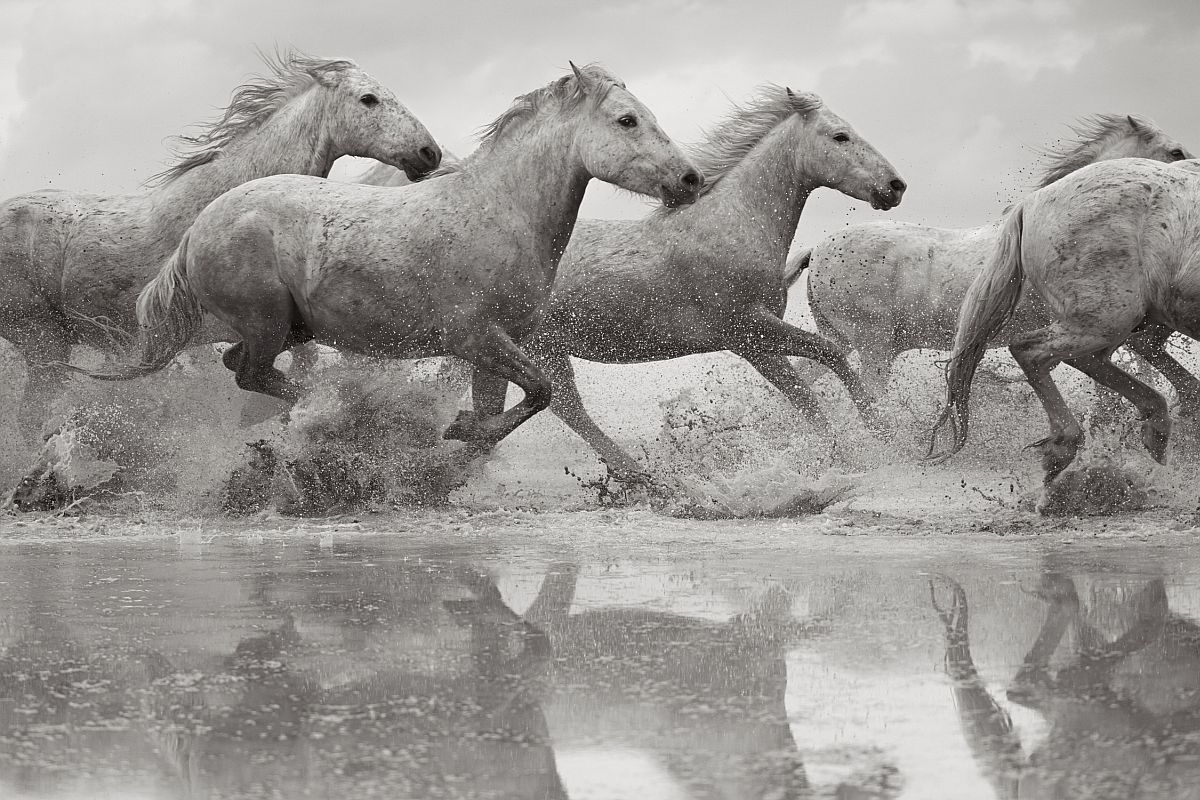 the-white-horses-of-the-camargue-03