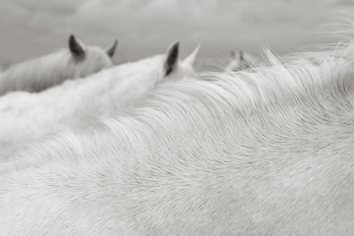 the-white-horses-of-the-camargue-05