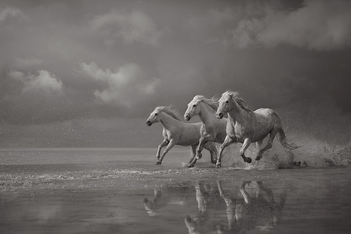 the-white-horses-of-the-camargue-06