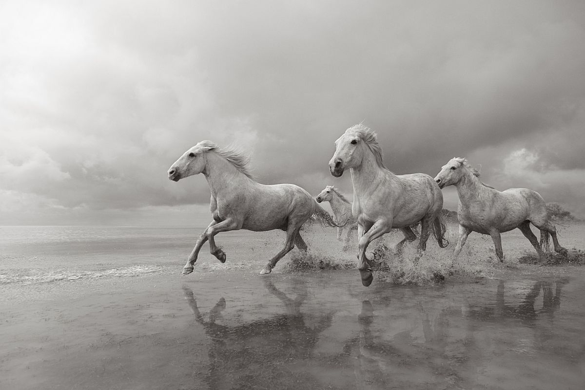 the-white-horses-of-the-camargue-07