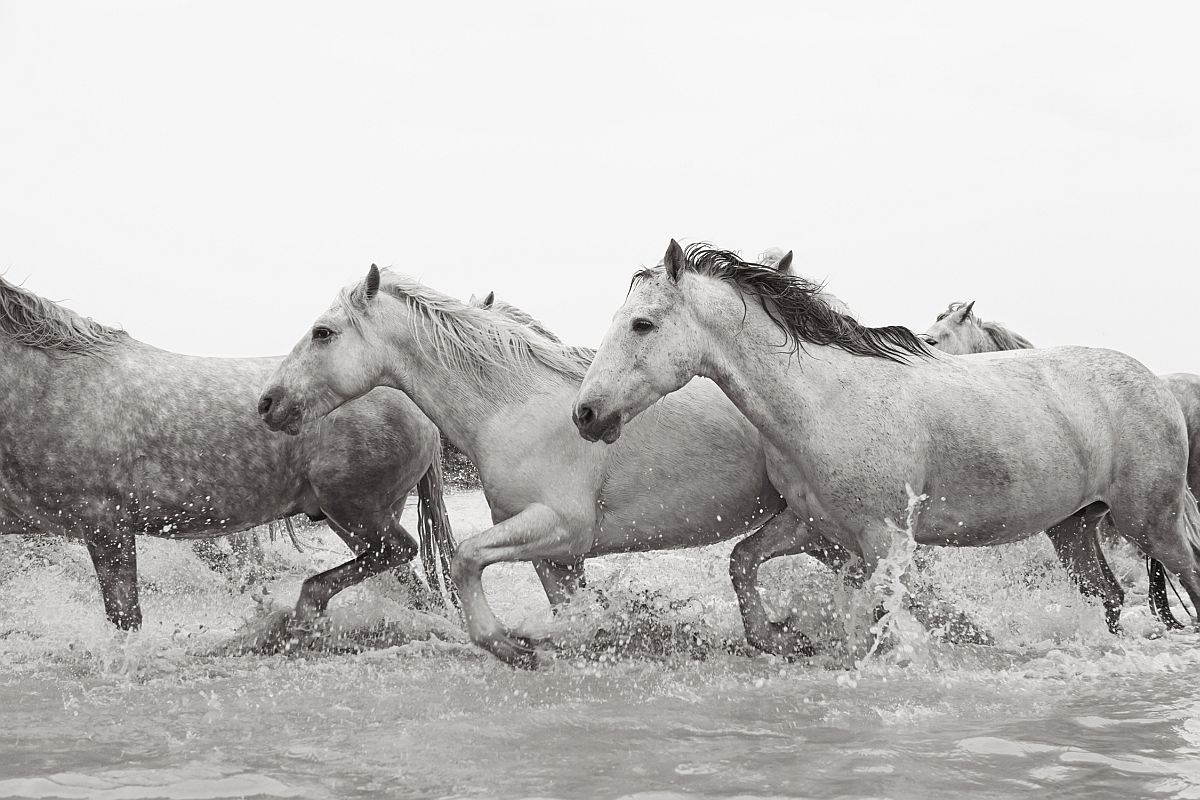 the-white-horses-of-the-camargue-08