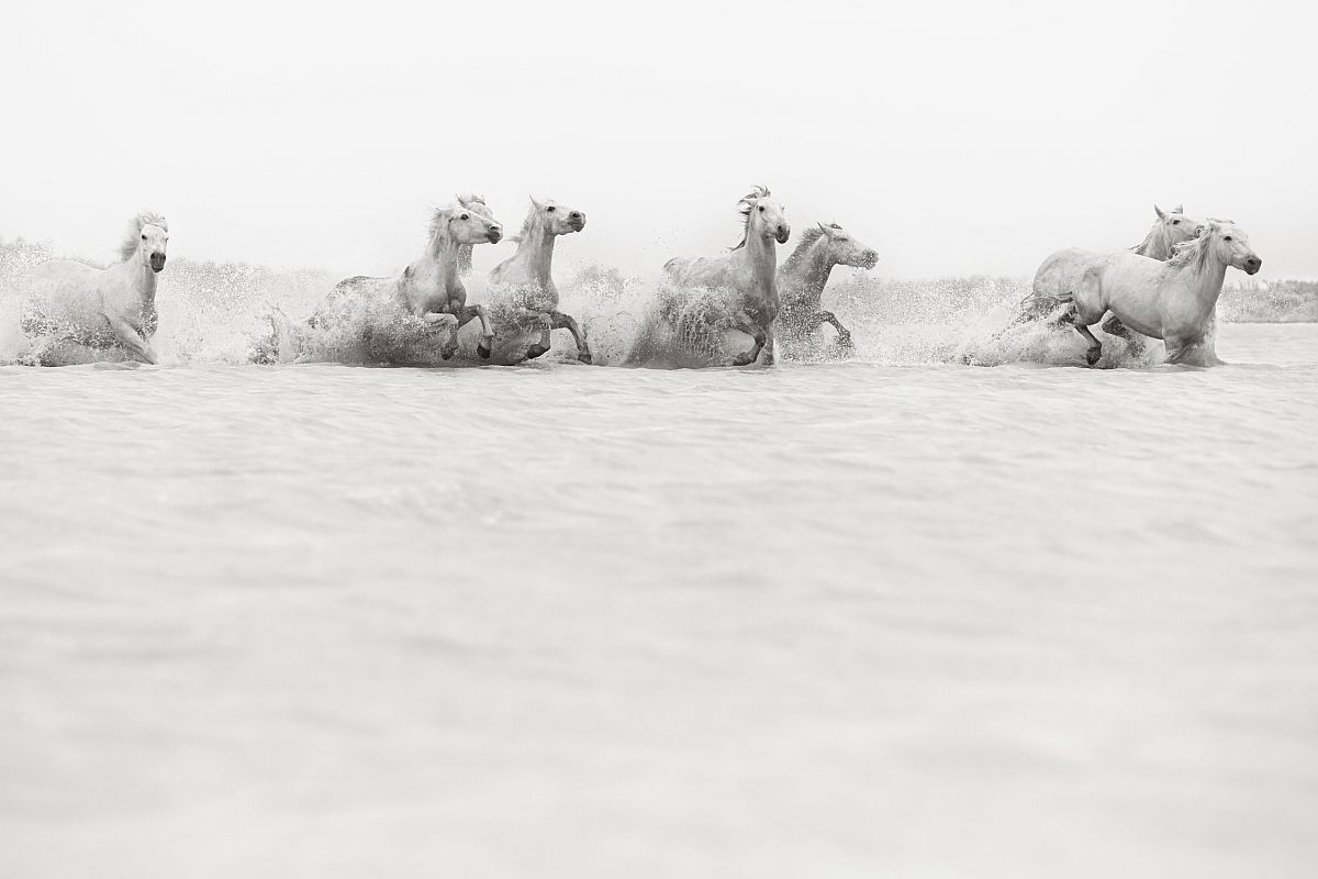 the-white-horses-of-the-camargue-12