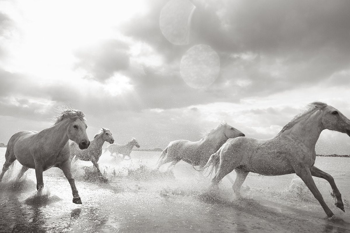 the-white-horses-of-the-camargue-13