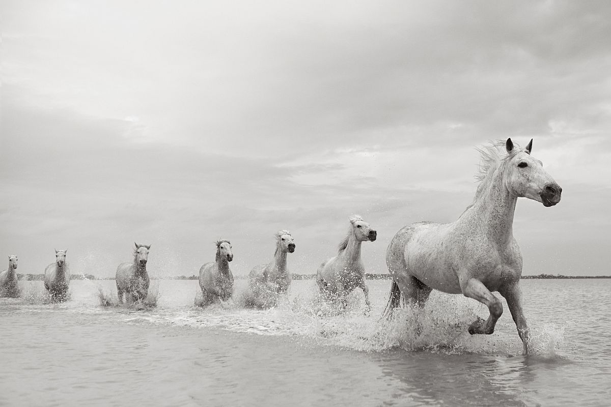 the-white-horses-of-the-camargue-16